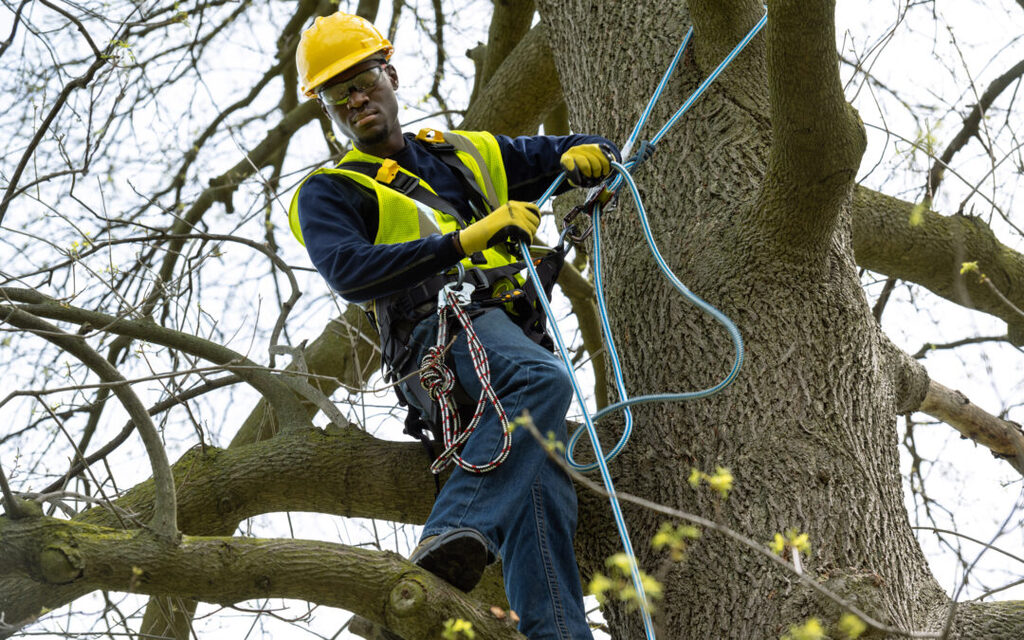 Tree Trimming
