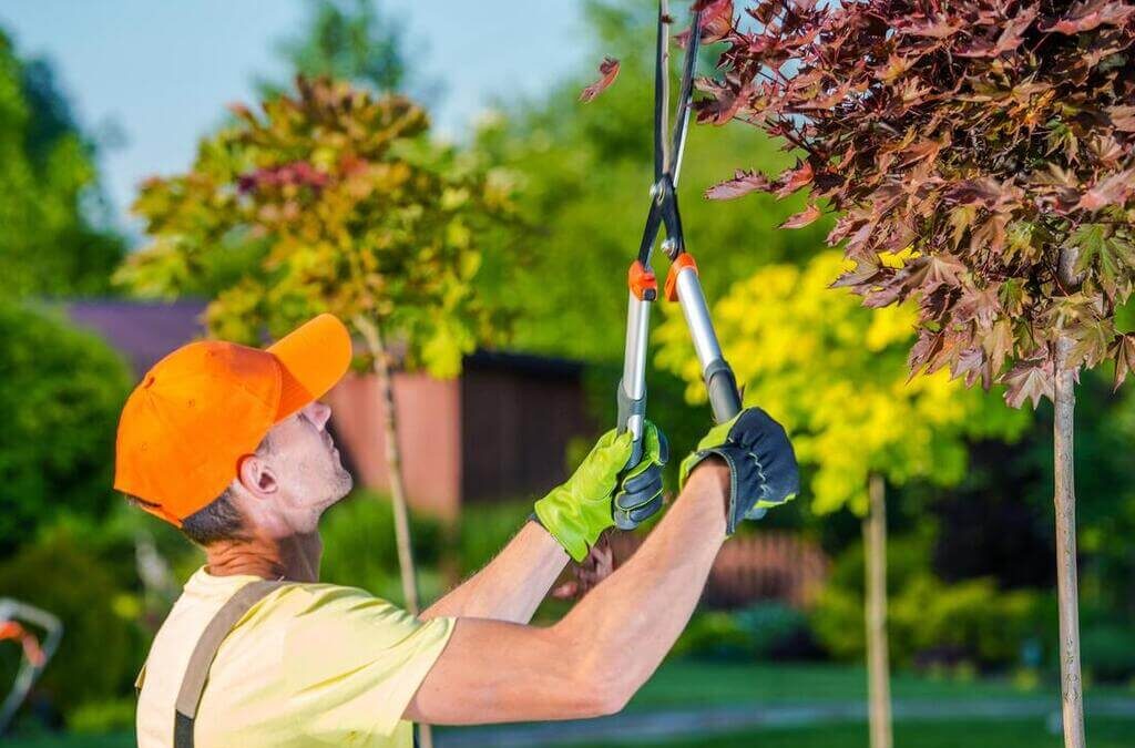 Tree Care Industry: Advantages of Tree Trimming in Louisiana