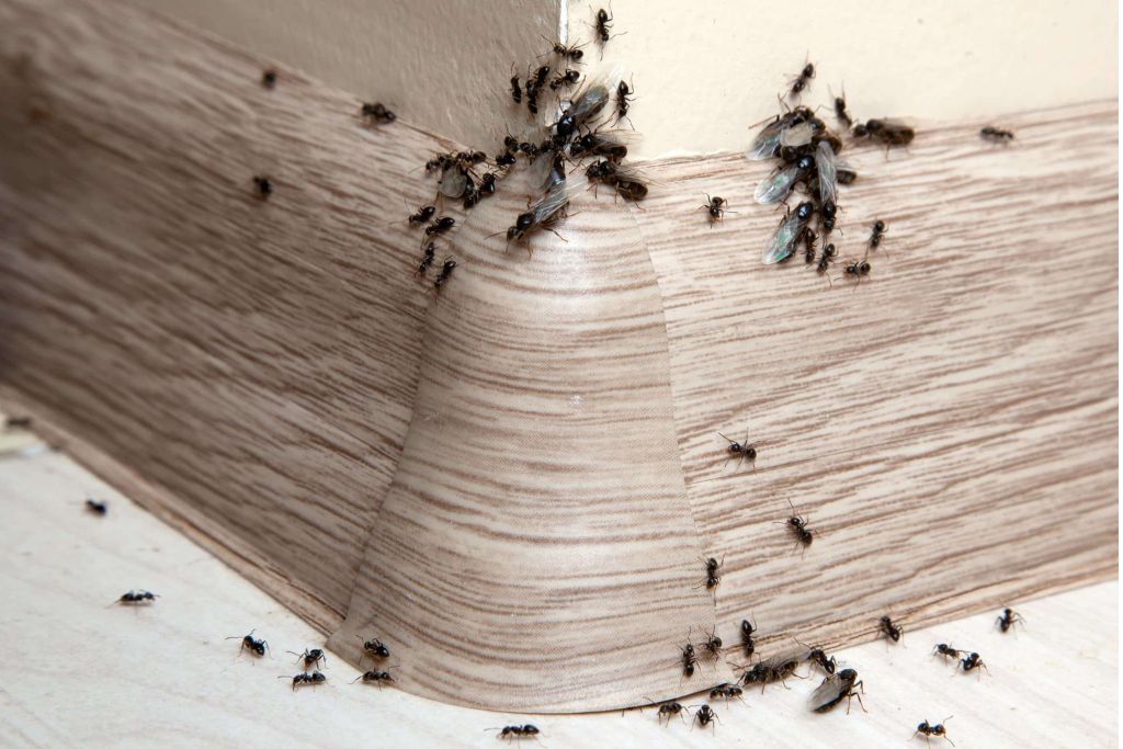 Pest Infestations In Home