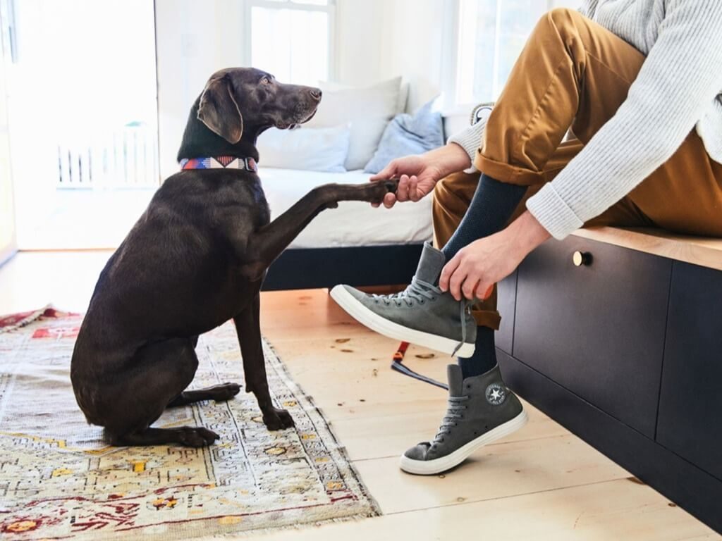 Keep Your Pets Away From Wool Carpet