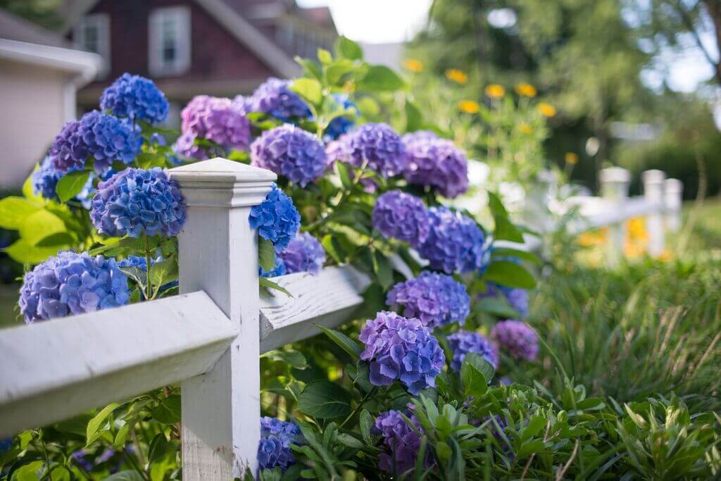 Group Planting of Ornamental Shrubs  in the Garden