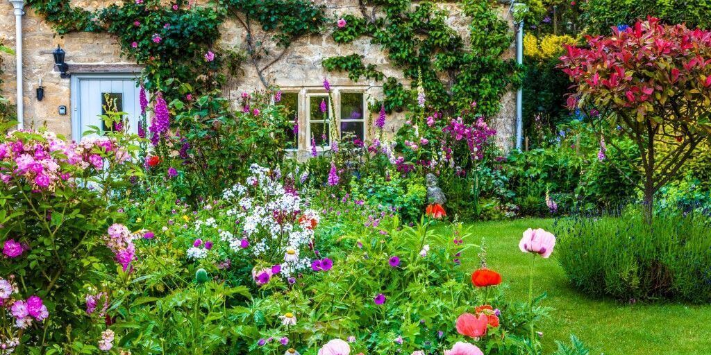 Shrubs for Hedges