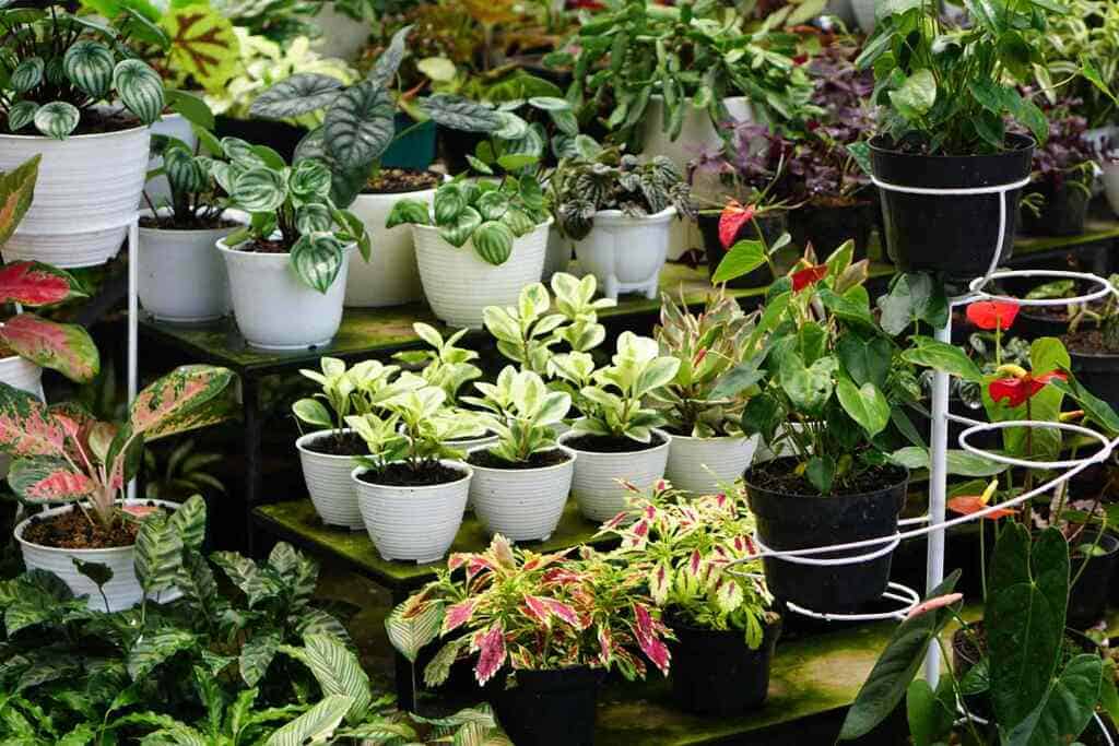 Pot Plants