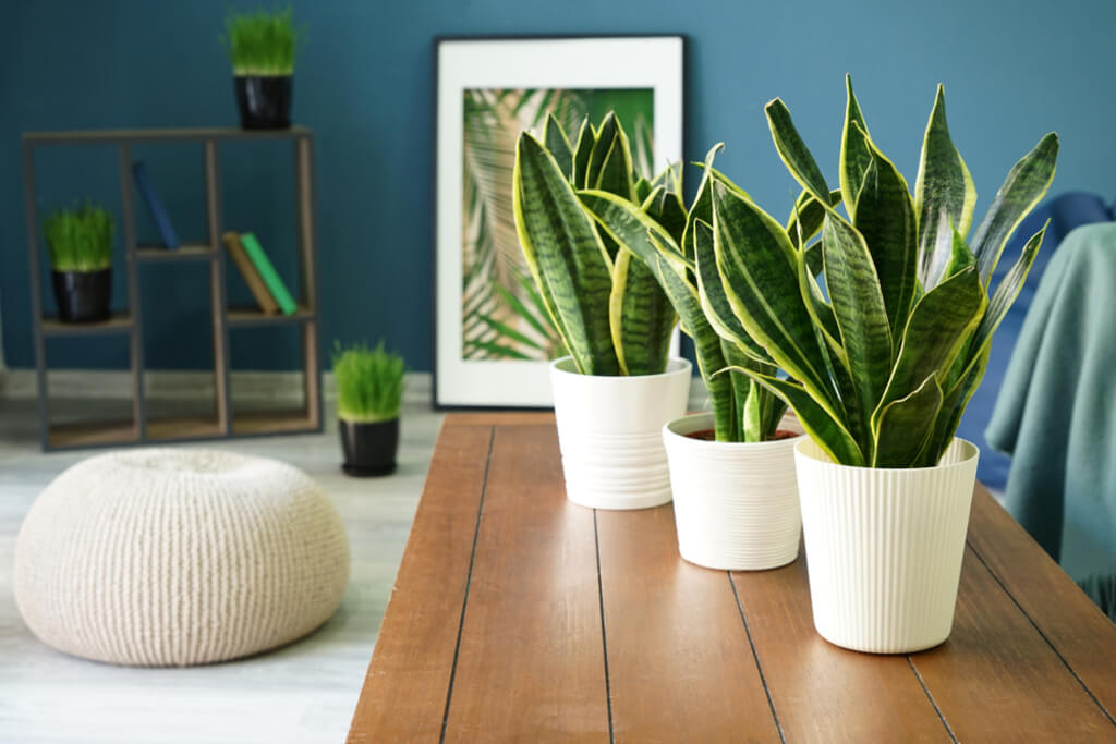 how to care for snake plant
