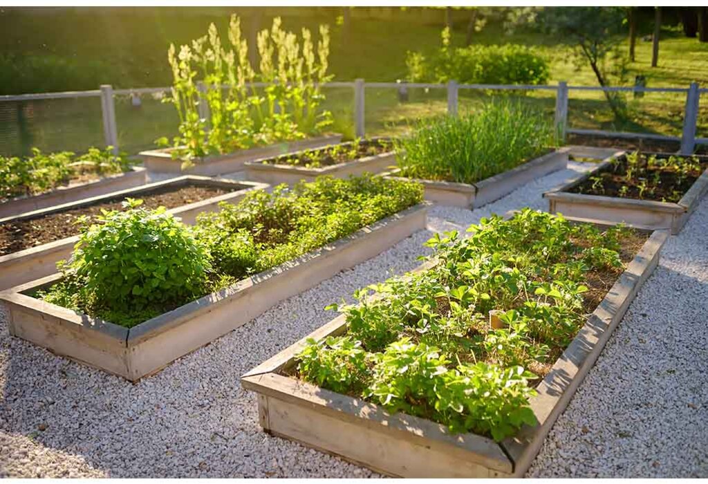 Cultivate your food land