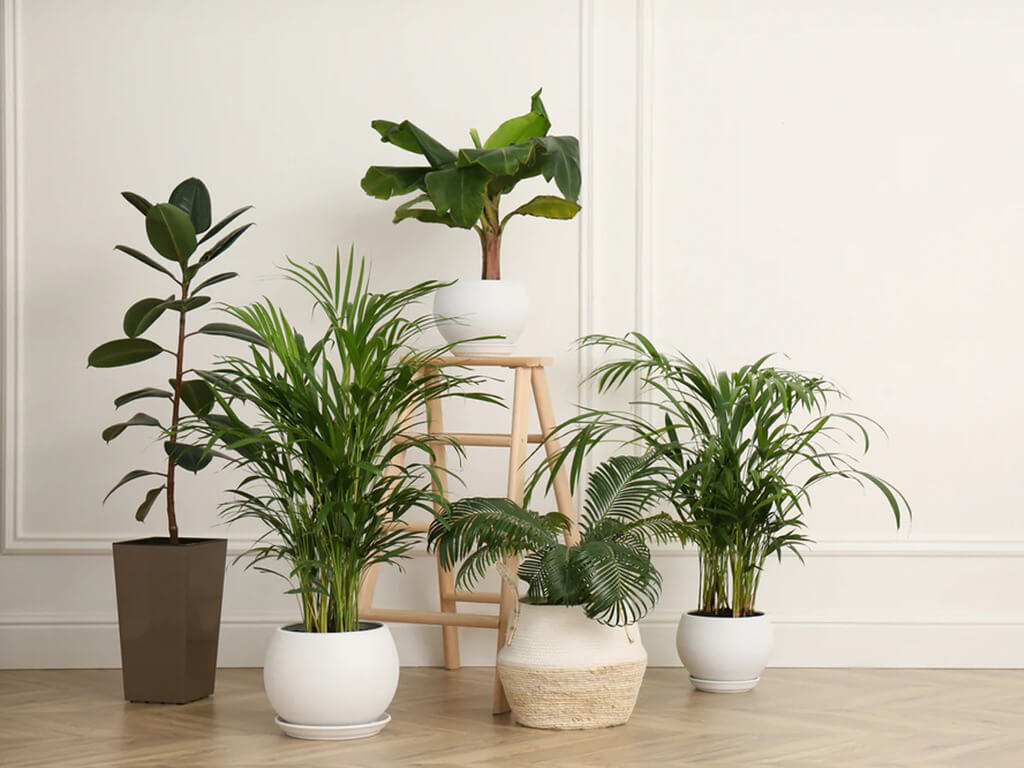 potted plants in home
