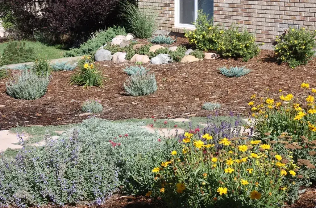 Xeriscape Ideas That Still Look Luxurious for Outdoor Living